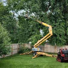 How Our Tree Care Process Works  in Cedar Bluff, VA